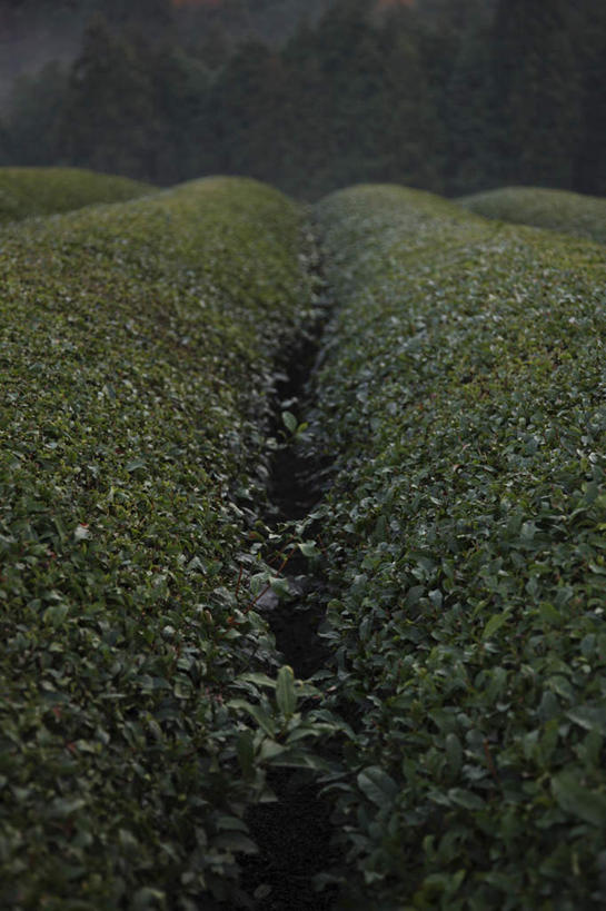 无人,农田,竖图,室外,白天,正面,旅游,度假,幸福,庄稼,农作物,美景,秋季,树林,植物,茶,叶子,奈良县,日本,亚洲,许多,景观,茶叶,枯叶,落叶,娱乐,茶园,树,树木,红色,绿色,自然,享受,休闲,温馨,景色,放松,乐趣,生长,成长,提神,舒适,自然风光,醒脑,东亚,本州,本州岛,日本国,近畿地方,奈良,近畿,茶山,叶,叶片,秋,秋天,彩图,耕地,庄稼田