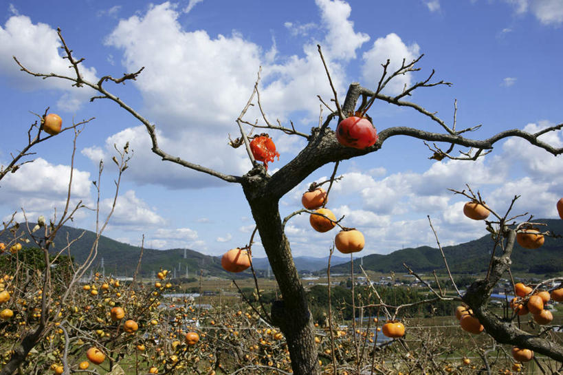 无人,家,横图,室外,白天,正面,旅游,度假,湖,湖泊,石头,美景,山,山脉,水,爱知县,日本,亚洲,许多,阴影,电力,光线,电线,电线杆,石子,线,影子,房屋,屋子,湖面,景观,山顶,山峰,水流,水面,田野,云,云朵,柿子树,电能,山峦,线路,云彩,娱乐,楼房,住宅,蓝色,白云,蓝天,天空,阳光,自然,湖水,群山,天,享受,休闲,景色,放松,晴朗,电,电源,自然风光,能量,东亚,沉积岩,本州,本州岛,日本国,中部地方,爱知,颠峰,极峰,水成岩,石块,岩石,晴空,彩图,房子