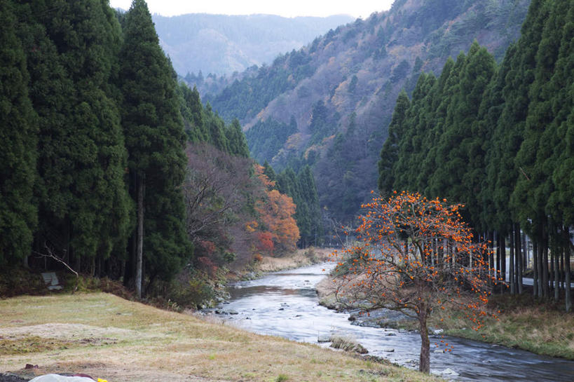 无人,横图,室外,白天,正面,旅游,度假,河流,石头,美景,秋季,山,山脉,树林,水,植物,叶子,日本,亚洲,一排,阴影,整齐,光线,石子,影子,河水,景观,山顶,山峰,水流,枯叶,落叶,柿子树,山峦,娱乐,树,树木,排列,黄色,蓝色,绿色,蓝天,天空,阳光,自然,群山,天,享受,休闲,景色,放松,生长,成长,队列,自然风光,东亚,沉积岩,本州,本州岛,日本国,近畿地方,近畿,滋贺,滋贺县,颠峰,极峰,水成岩,叶,叶片,石块,岩石,秋,秋天,彩图