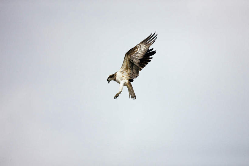 无人,横图,室外,白天,仰视,鸟,野生动物,鹰,一头,飞翔,伸展,张开,展翅,阴影,飞行,光线,翅膀,鸟类,影子,翱翔,注视,飞舞,蓝色,蓝天,天空,阳光,动物,天,观察,看,观看,察看,关注,凶猛,张开翅膀,鸢,遨游,漫游,展开翅膀,残暴,凶残,老鹰,彩图,低角度拍摄,全身