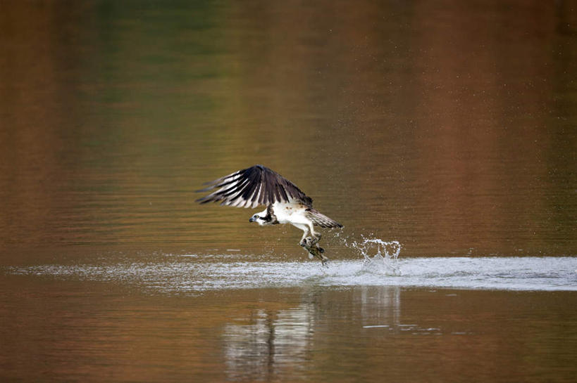 无人,横图,室外,白天,侧面,河流,水,鸟,野生动物,鹰,一头,飞翔,伸展,张开,展翅,飞溅,溅,飞行,翅膀,鸟类,液体,河水,水滴,水流,翱翔,注视,飞舞,水珠,倒影,动物,观察,看,观看,察看,倒映,关注,喷洒,凶猛,张开翅膀,鸢,遨游,漫游,反照,展开翅膀,残暴,凶残,老鹰,彩图,全身
