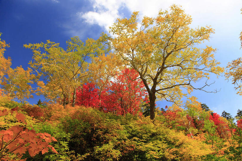 无人,横图,室外,白天,仰视,旅游,度假,美景,秋季,树林,植物,北海道,日本,亚洲,阴影,光线,影子,景观,云,云朵,云彩,娱乐,树,树木,黄色,红色,蓝色,绿色,白云,蓝天,天空,阳光,自然,天,享受,休闲,景色,放松,生长,晴朗,成长,自然风光,东亚,日本国,北海道地方,北海道岛,道北,晴空,秋,秋天,彩图,低角度拍摄,上川支厅