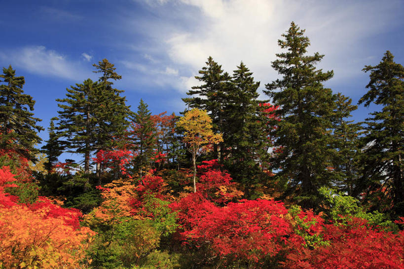 无人,横图,室外,白天,仰视,旅游,度假,美景,秋季,树林,植物,北海道,日本,亚洲,阴影,光线,影子,景观,云,云朵,云彩,娱乐,树,树木,黄色,红色,蓝色,绿色,白云,蓝天,天空,阳光,自然,天,享受,休闲,景色,放松,生长,晴朗,成长,自然风光,东亚,日本国,北海道地方,北海道岛,道北,晴空,秋,秋天,彩图,低角度拍摄,上川支厅