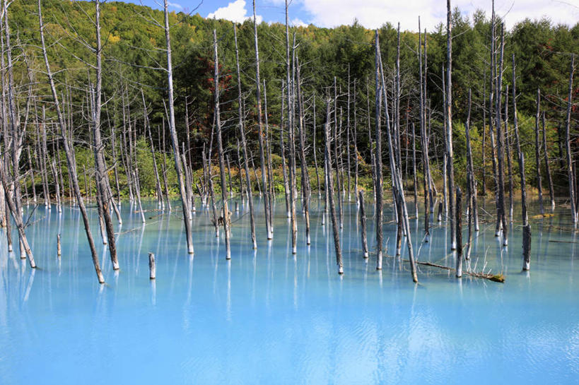 无人,横图,室外,白天,正面,旅游,度假,湖,湖泊,美景,树林,水,植物,北海道,日本,亚洲,一排,许多,阴影,整齐,光线,影子,湖面,景观,水流,水面,云,云朵,枯树,云彩,娱乐,树,树木,排列,蓝色,绿色,白云,蓝天,天空,阳光,自然,湖水,天,享受,休闲,景色,放松,生长,晴朗,成长,队列,自然风光,东亚,日本国,北海道地方,北海道岛,美瑛町,美瑛,晴空,彩图