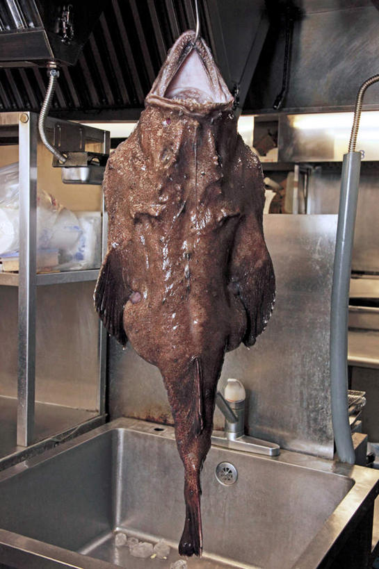 竖图,室内,特写,白天,正面,烹饪,厨房,餐具,厨具,许多,阴影,反射,工具,水槽,水龙头,影子,塑料,日本料理,料理,食品,调味料,干净,菜肴,美食,食物,一个,塑料制品,碗,日式料理,日式,佳肴,单个,鱼钩,卫生,安康鱼,蛤蟆鱼,老头鱼,结巴鱼,丑婆,鮟鱇,鮟鱇鱼,哈蟆鱼,海哈蟆,琵琶鱼,进餐用具,烹调用具,洗涤用具,洗涤,彩图,灶间