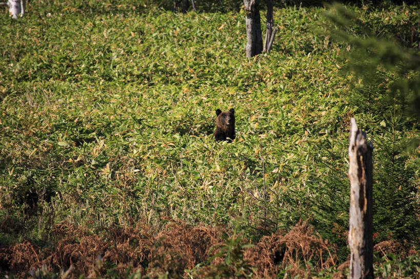 无人,站,横图,俯视,室外,白天,旅游,度假,美景,树林,植物,野生动物,熊,北海道,日本,亚洲,三根,一头,阴影,光线,影子,景观,注视,娱乐,树,树干,树木,绿色,阳光,自然,动物,观察,看,站着,享受,休闲,景色,放松,生长,成长,观看,察看,关注,自然风光,凶猛,东亚,日本国,北海道地方,北海道岛,残暴,凶残,棕熊,马熊,站立,彩图,高角度拍摄,灌木丛