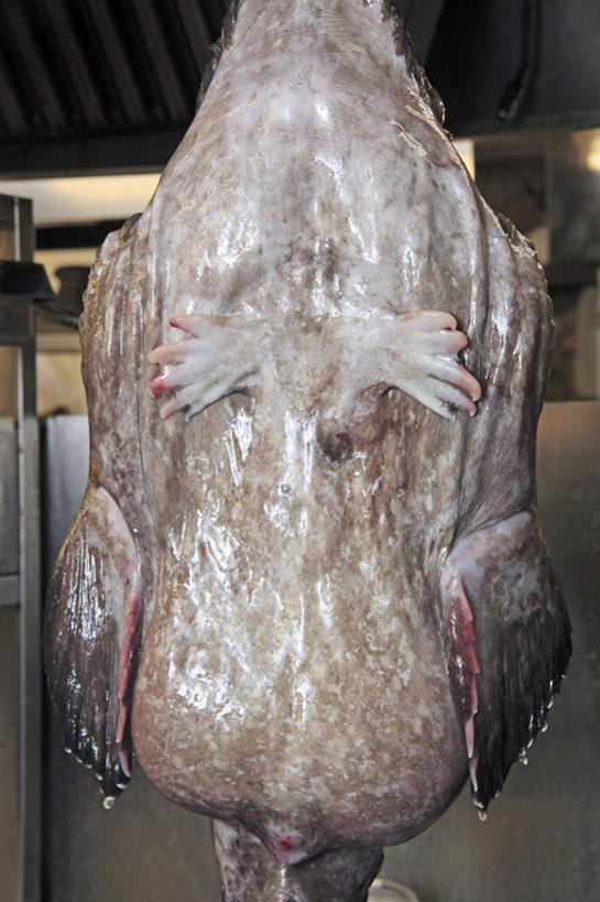 海鲜,无人,竖图,室内,特写,白天,正面,烹饪,厨房,阴影,反射,鱼,影子,料理,食品,水产,菜肴,美食,鱼类,海洋生物,食物,日式,佳肴,水生动物,海产品,水生物,海底动物,安康鱼,蛤蟆鱼,老头鱼,结巴鱼,丑婆,鮟鱇,鮟鱇鱼,哈蟆鱼,海哈蟆,琵琶鱼,彩图,灶间