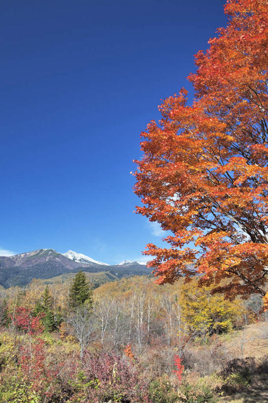无人,竖图,俯视,室外,白天,旅游,度假,草地,草坪,美景,秋季,山,山脉,树林,太阳,雪山,植物,松树,叶子,阴影,光线,影子,景观,山峰,绿叶,山峦,娱乐,草,树,树木,蓝色,绿色,白云,蓝天,天空,阳光,自然,群山,天,享受,休闲,嫩叶,景色,放松,生长,成长,自然风光,坚定,长寿,贞洁,心旷神怡,叶,叶片,秋,秋天,彩图,高角度拍摄