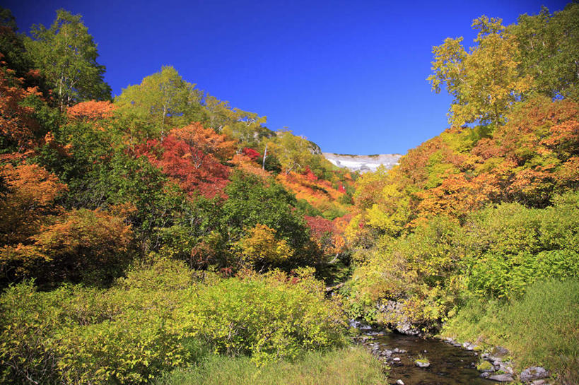 无人,横图,室外,白天,正面,旅游,度假,河流,美景,秋季,树林,水,植物,叶子,北海道,日本,亚洲,河水,景观,水流,枫叶,绿叶,娱乐,树,树木,黄色,红色,蓝色,绿色,蓝天,天空,小溪,自然,天,溪水,享受,休闲,嫩叶,景色,放松,生长,晴朗,成长,枫树叶,自然风光,东亚,万里无云,日本国,北海道地方,北海道岛,道北,叶,叶片,晴空,晴空万里,秋,秋天,彩图,上川支厅