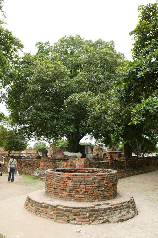 无人,竖图,室外,白天,正面,旅游,度假,名胜古迹,树林,植物,标志建筑,道路,地标,建筑,路,公路,泰国,亚洲,一排,遗迹,整齐,佛像,墙,建筑群,交通,古迹,文物,娱乐,建设,古建筑,素可泰,墙壁,墙面,树,树木,排列,蓝色,绿色,蓝天,天空,自然,天,享受,休闲,旅游胜地,放松,红砖,东南亚,生长,成长,队列,古文明,泰王国,玛哈泰寺,素可泰历史公园,那空是贪玛叻,洛坤,马路,彩图