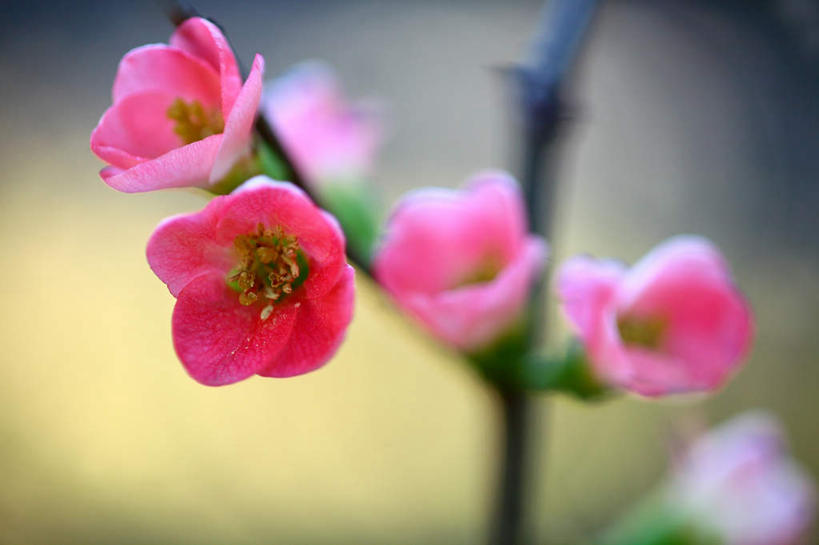 无人,横图,室外,特写,白天,正面,旅游,度假,美景,植物,日本,亚洲,许多,朦胧,模糊,盛开,景观,海棠,枝条,娱乐,花,花瓣,花朵,花卉,鲜花,树,树干,树木,树枝,粉色,绿色,自然,花蕊,享受,休闲,景色,放松,生长,成长,自然风光,东亚,本州,关东地方,本州岛,日本国,崎玉,崎玉县,倭海棠,贴梗海棠,铁脚海棠,皱皮木瓜,和园子,日本贴梗海棠,日本木瓜,彩图