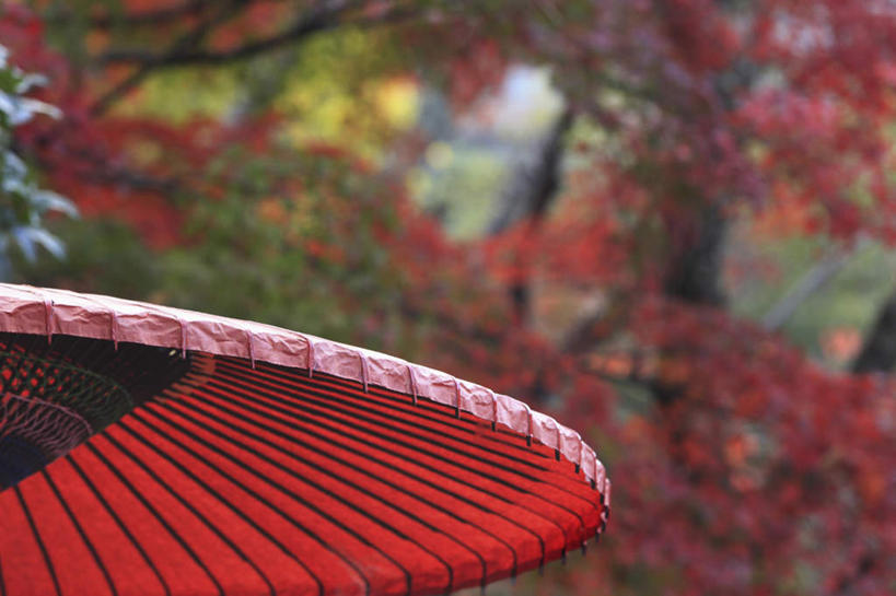 无人,横图,室外,特写,白天,正面,旅游,幸福,美景,森林,树林,植物,静物,一把,朦胧,模糊,伞,雨伞,纸伞,景观,古典,油纸伞,文化,阳伞,树,树木,红色,绿色,自然,景色,生长,成长,纪念,吉祥,自然风光,古朴,平安,彩图,游览