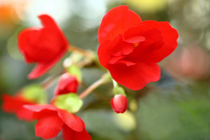 无人,横图,室外,白天,正面,旅游,度假,花海,花圃,美景,植物,海棠花,叶子,东京,日本,亚洲,许多,朦胧,模糊,盛开,景观,海棠,绿叶,花蕾,娱乐,花,花瓣,花朵,花卉,鲜花,红色,绿色,自然,花丛,花田,花苞,花蕊,享受,休闲,嫩叶,景色,放松,自信,生长,成长,呵护,秋海棠,自然风光,东亚,本州,关东地方,本州岛,日本国,东京都,八月春,解语花,相思草,岩丸子,叶,叶片,彩图