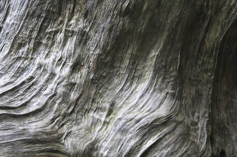 无人,横图,室外,白天,正面,旅游,度假,美景,植物,鹿儿岛,日本,亚洲,阴影,光线,影子,景观,娱乐,树,树干,树木,绿色,阳光,自然,享受,休闲,景色,放松,生长,成长,自然风光,东亚,日本国,九州本岛,九州,九州岛,九州地方,鹿儿岛县,屋久岛,彩图