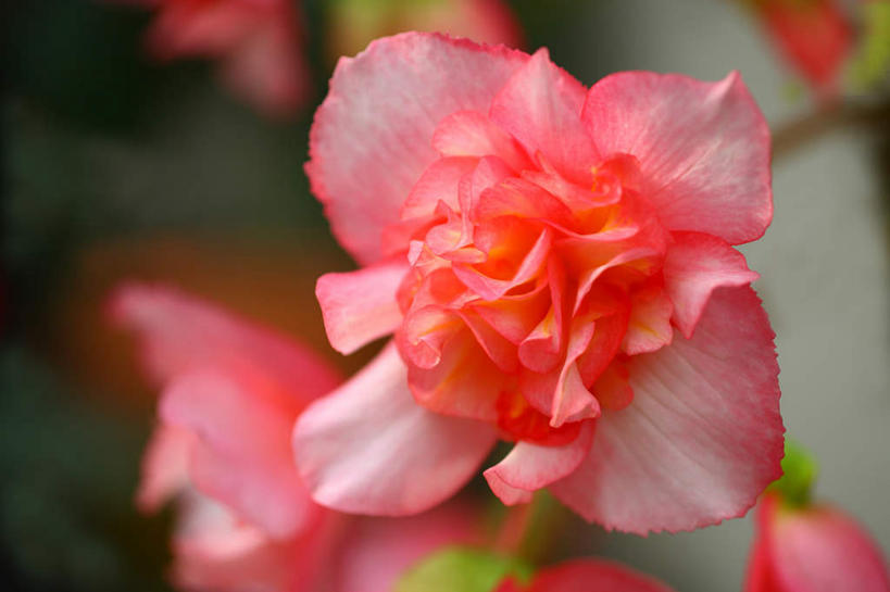 无人,横图,俯视,室外,特写,白天,旅游,度假,美景,植物,海棠花,东京,日本,亚洲,许多,盛开,景观,海棠,娱乐,花,花瓣,花朵,花卉,鲜花,粉色,自然,花蕊,享受,休闲,景色,放松,自信,呵护,秋海棠,自然风光,东亚,本州,关东地方,本州岛,日本国,东京都,八月春,解语花,相思草,岩丸子,彩图,高角度拍摄