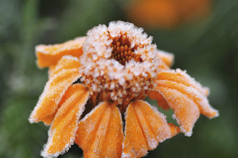 无人,横图,俯视,室外,特写,白天,旅游,度假,草地,草坪,美景,植物,日本,亚洲,阴影,朦胧,模糊,盛开,光线,影子,景观,千叶县,花蕾,霜,娱乐,冰冻,草,花,花瓣,花朵,鲜花,一朵,黄色,绿色,阳光,自然,花苞,花蕊,享受,休闲,景色,放松,寒冷,遮,遮掩,掩盖,遮挡,自然风光,东亚,遮盖,本州,关东地方,本州岛,日本国,掩饰,千叶,彩图,高角度拍摄