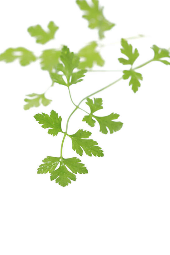 无人,竖图,室内,特写,白天,白色背景,正面,植物,静物,叶子,许多,绿叶,草药,药草,中药,嫩叶,摄影,影棚,药材,中草药,轮峰菊,中药材,本草,山萝卜,松虫草,紫盆花,叶,叶片,彩图,影棚拍摄,拍摄