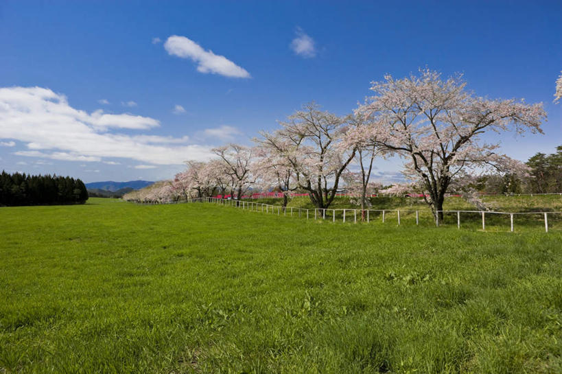 无人,栏杆,横图,室外,白天,正面,旅游,度假,草地,草坪,美景,植物,樱花,日本,亚洲,许多,阴影,盛开,光线,影子,栅栏,景观,篱笆,云,云朵,围栏,花蕾,云彩,娱乐,护栏,草,花,花瓣,花朵,鲜花,树,树木,蓝色,绿色,白色,白云,蓝天,天空,阳光,自然,天,花苞,花蕊,享受,休闲,景色,放松,生长,晴朗,成长,自然风光,东亚,本州,本州岛,日本国,岩手,岩手县,东北地方,仙樱花,福岛樱,青肤樱,雫石町,晴空,荆桃,彩图