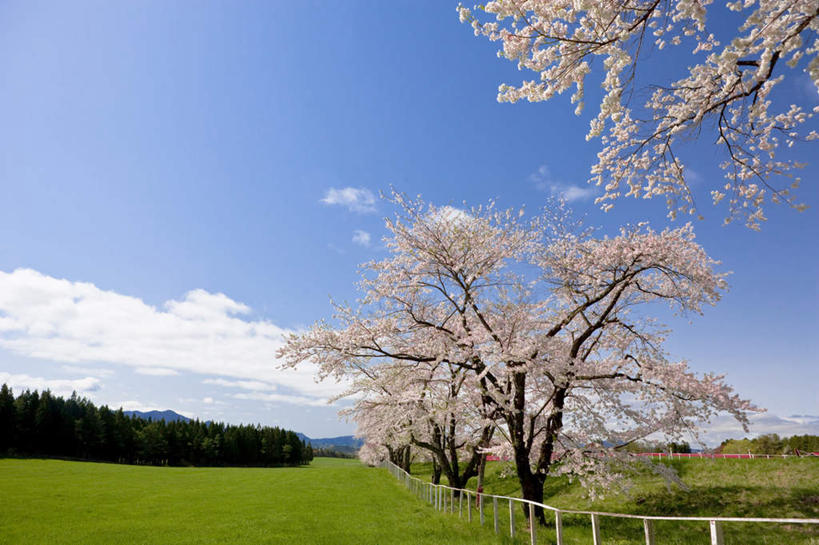 无人,栏杆,横图,室外,白天,仰视,旅游,度假,草地,草坪,美景,植物,樱花,日本,亚洲,许多,阴影,盛开,光线,影子,栅栏,景观,篱笆,云,云朵,围栏,花蕾,云彩,娱乐,护栏,草,花,花瓣,花朵,鲜花,树,树木,蓝色,绿色,白色,白云,蓝天,天空,阳光,自然,天,花苞,花蕊,享受,休闲,景色,放松,生长,晴朗,成长,自然风光,东亚,本州,本州岛,日本国,岩手,岩手县,东北地方,仙樱花,福岛樱,青肤樱,雫石町,晴空,荆桃,彩图,低角度拍摄