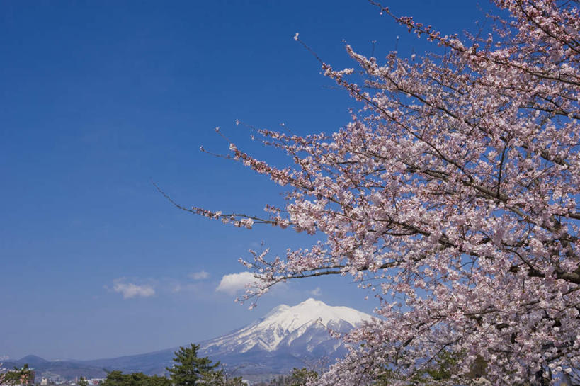 无人,横图,室外,白天,正面,旅游,度假,美景,山,山脉,植物,樱花,日本,亚洲,盛开,景观,山峰,云,云朵,山峦,花蕾,云彩,娱乐,花,花瓣,花朵,鲜花,树,树木,粉色,蓝色,绿色,白云,蓝天,天空,自然,群山,天,花苞,花蕊,享受,休闲,景色,放松,生长,晴朗,成长,自然风光,东亚,本州,本州岛,日本国,青森,青森县,东北地方,仙樱花,福岛樱,青肤樱,弘前,弘前市,晴空,荆桃,彩图