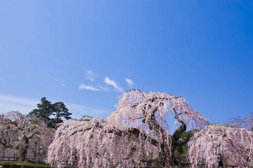无人,横图,室外,白天,正面,旅游,度假,美景,植物,樱花,日本,亚洲,盛开,景观,云,云朵,花蕾,云彩,娱乐,花,花瓣,花朵,鲜花,树,树木,粉色,蓝色,绿色,白云,蓝天,天空,自然,天,花苞,花蕊,享受,休闲,景色,放松,生长,晴朗,成长,自然风光,东亚,本州,本州岛,日本国,青森,青森县,东北地方,仙樱花,福岛樱,青肤樱,弘前,弘前市,晴空,荆桃,彩图