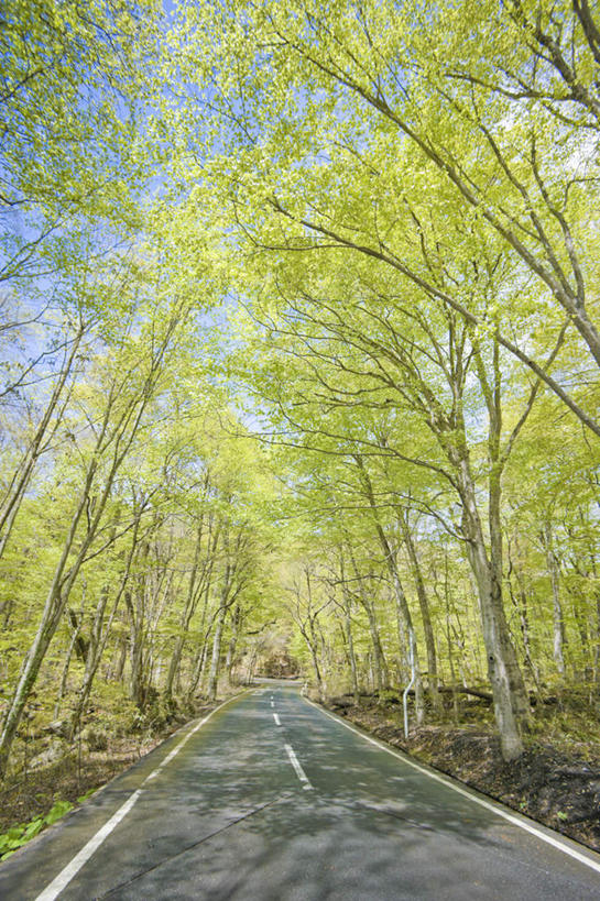 无人,竖图,室外,白天,正面,旅游,度假,美景,树林,植物,道路,路,公路,日本,亚洲,一排,许多,阴影,整齐,光线,影子,景观,分界线,停车线,交通,娱乐,树,树木,排列,绿色,阳光,自然,享受,休闲,景色,放松,生长,成长,车行道,车行道分界线,队列,自然风光,标线,东亚,车行线,本州,本州岛,日本国,青森,青森县,东北地方,十和田市,十和田,马路,彩图