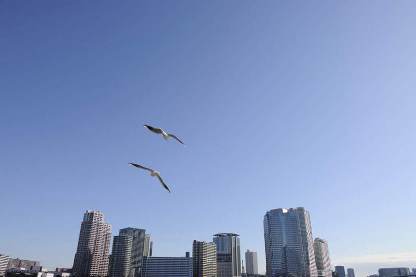 无人,高楼大厦,横图,室外,白天,仰视,度假,美景,城市风光,城市,大厦,建筑,摩天大楼,鸟,东京,日本,亚洲,飞翔,飞行,鸟类,景观,翱翔,娱乐,建设,飞舞,蓝色,蓝天,天空,天,两只,享受,休闲,景色,放松,晴朗,航行,飘动,东亚,本州,万里无云,关东地方,本州岛,日本国,东京都,遨游,漫游,晴空,晴空万里,彩图,低角度拍摄,大楼,高层建筑,高楼,摩天楼