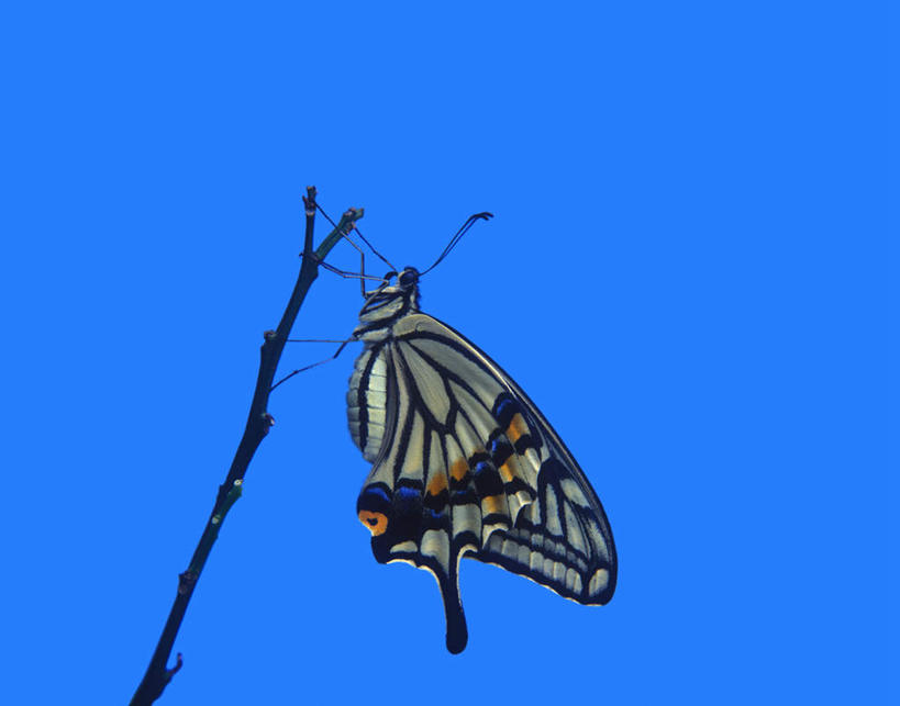 无人,站,横图,室外,特写,白天,侧面,旅游,度假,美景,蝴蝶,日本,亚洲,花纹,昆虫,景观,枝头,娱乐,树枝,一只,自然,动物,站着,享受,休闲,景色,放松,自然风光,斑纹,益虫,东亚,日本国,站立,彩图,全身