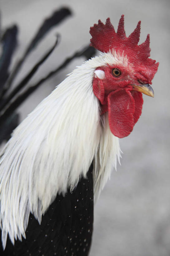 头,无人,站,竖图,室外,特写,白天,侧面,鸡,朦胧,模糊,鸡冠,注视,家禽,一只,红色,动物,观察,看,站着,牲畜,观看,察看,关注,头部,站立,半身,彩图