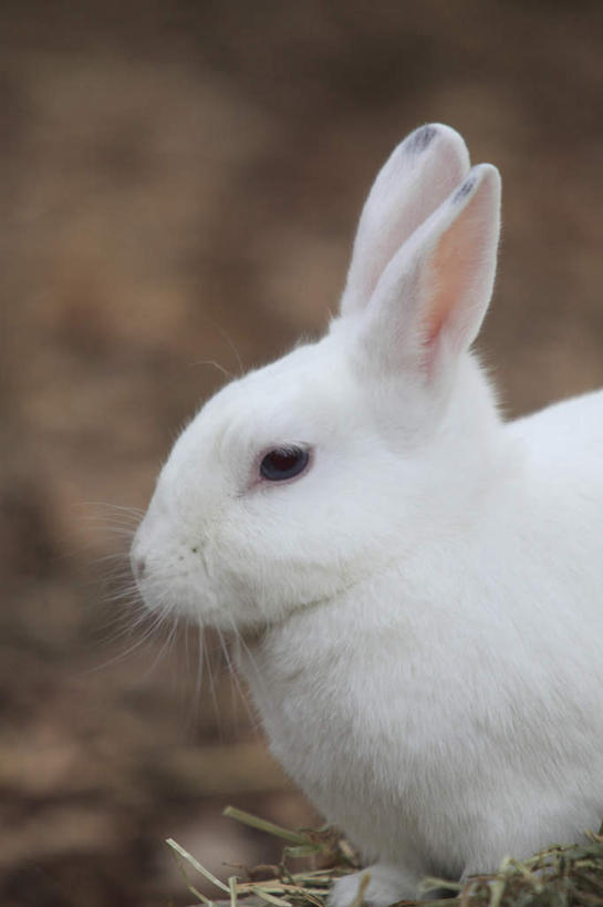 无人,竖图,俯视,室外,特写,白天,哺乳动物,叶子,许多,朦胧,模糊,兔子,枯叶,落叶,一只,白色,动物,趴着,兔,叶,叶片,趴,半身,彩图,高角度拍摄