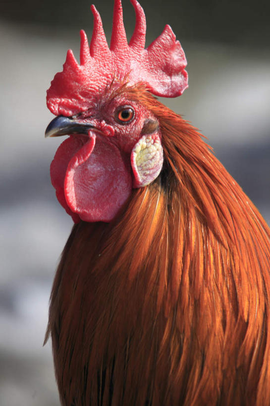 头,无人,站,竖图,室外,特写,白天,正面,鸡,阴影,朦胧,模糊,光线,影子,鸡冠,家禽,一只,阳光,动物,站着,牲畜,头部,公鸡,站立,半身,彩图