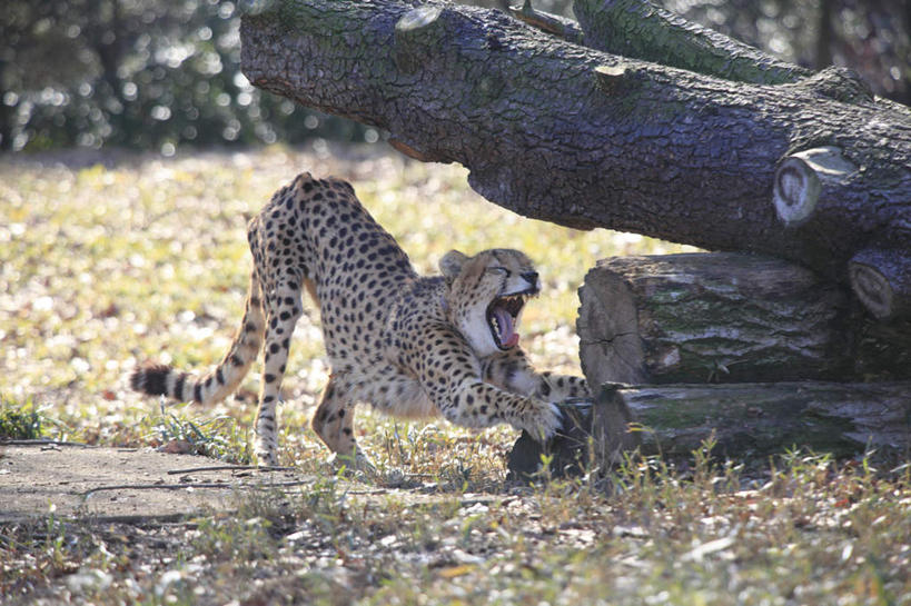 无人,横图,室外,白天,正面,草地,草坪,树林,植物,豹子,野生动物,朦胧,模糊,草,树,树木,一只,绿色,自然,动物,活泼,生长,成长,金钱豹,凶猛,文豹,残暴,凶残,花豹,豹,半身,彩图