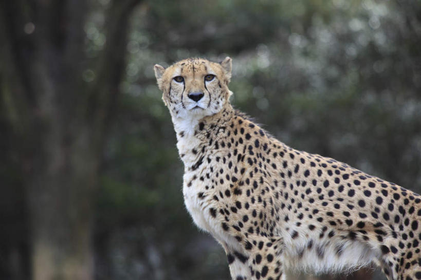 无人,站,横图,室外,白天,侧面,森林,树林,植物,豹子,野生动物,朦胧,模糊,扭头,树,树木,一只,绿色,自然,动物,站着,转头,生长,成长,金钱豹,凶猛,文豹,残暴,凶残,花豹,豹,站立,半身,彩图