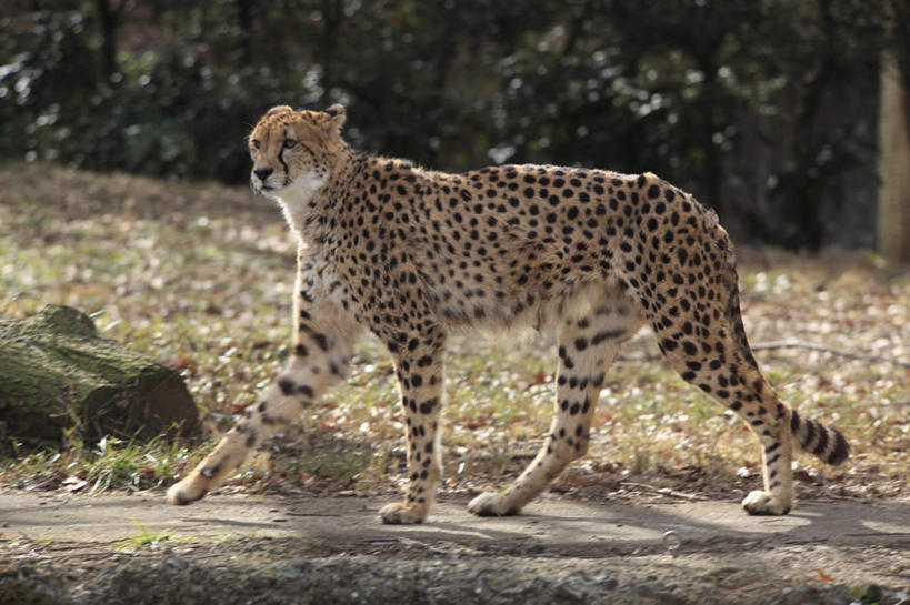 无人,横图,室外,白天,侧面,草地,草坪,树林,植物,豹子,野生动物,一头,阴影,光线,影子,草,树,树木,绿色,阳光,自然,动物,生长,成长,金钱豹,凶猛,文豹,残暴,凶残,花豹,豹,彩图,全身