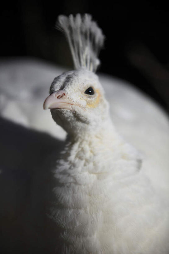 无人,站,竖图,室外,白天,正面,孔雀,鸟,野生动物,阴影,朦胧,模糊,光线,鸟类,影子,美丽,漂亮,一只,阳光,动物,站着,可爱,活泼,吉祥,华贵,善良,越鸟,百鸟之王,站立,半身,彩图