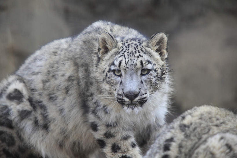 无人,站,横图,室外,特写,白天,正面,野生动物,朦胧,模糊,地面,注视,白色,动物,观察,看,站着,两只,活泼,观看,察看,关注,雪豹,金钱豹,凶猛,文豹,残暴,凶残,花豹,豹,站立,半身,彩图
