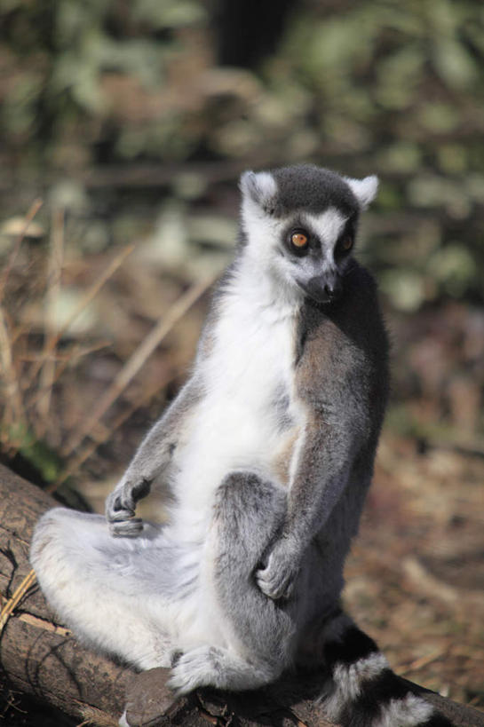 无人,坐,竖图,俯视,室外,特写,白天,草地,草坪,植物,猴,野生动物,猴子,叶子,朦胧,模糊,绿叶,草,绿色,动物,嫩叶,可爱,活泼,狐猴,环尾狐猴,叶,叶片,坐着,彩图,高角度拍摄,全身