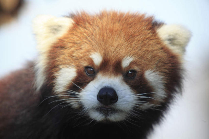 头,无人,横图,室外,特写,白天,正面,野生动物,小熊猫,朦胧,模糊,注视,一只,动物,观察,看,可爱,活泼,观看,察看,关注,红猫熊,小猫熊,头部,红熊猫,半身,彩图