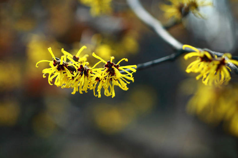 无人,横图,室外,特写,白天,正面,旅游,度假,美景,日本,亚洲,许多,朦胧,模糊,盛开,景观,花蕾,娱乐,花,花瓣,花朵,鲜花,黄色,自然,花苞,花蕊,享受,休闲,景色,放松,灵感,自然风光,东亚,本州,关东地方,本州岛,日本国,崎玉,崎玉县,金缕梅,木里香,牛踏果,彩图