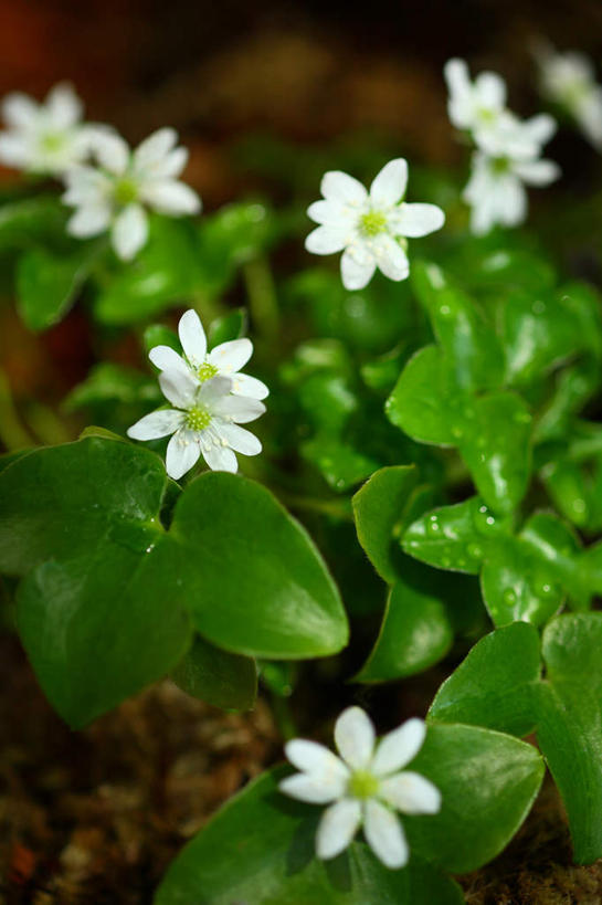 无人,竖图,俯视,室外,特写,白天,旅游,度假,美景,报春花,叶子,日本,亚洲,许多,朦胧,模糊,盛开,景观,绿叶,花蕾,娱乐,花,花瓣,花朵,鲜花,白色,自然,花苞,花蕊,享受,休闲,嫩叶,景色,成熟,放松,青春,盼望,自然风光,东亚,本州,关东地方,本州岛,日本国,樱草,崎玉,崎玉县,德国报春,德国报春花,欧洲报春花,欧洲樱草,西洋樱草,孤寂,年景花,四季报春,叶,叶片,彩图,高角度拍摄