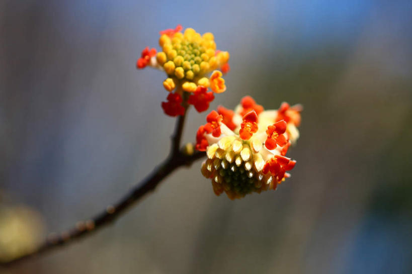 无人,横图,室外,特写,白天,正面,旅游,度假,美景,日本,亚洲,许多,朦胧,模糊,盛开,景观,花蕾,娱乐,花,花瓣,花朵,鲜花,红色,自然,花苞,花蕊,享受,休闲,景色,放松,自然风光,东亚,本州,关东地方,本州岛,日本国,崎玉,崎玉县,结香,彩图