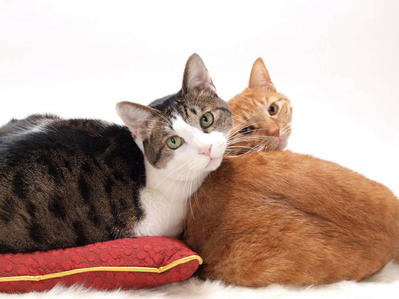 无人,横图,室内,白天,白色背景,正面,靠垫,宠物,猫,花纹,条纹,棕色,靠枕,扭头,注视,一个,白色,黑色,动物,垫子,枕头,观察,看,趴着,转头,两只,可爱,摄影,影棚,单个,观看,察看,关注,猫咪,趴,半身,彩图,影棚拍摄,拍摄