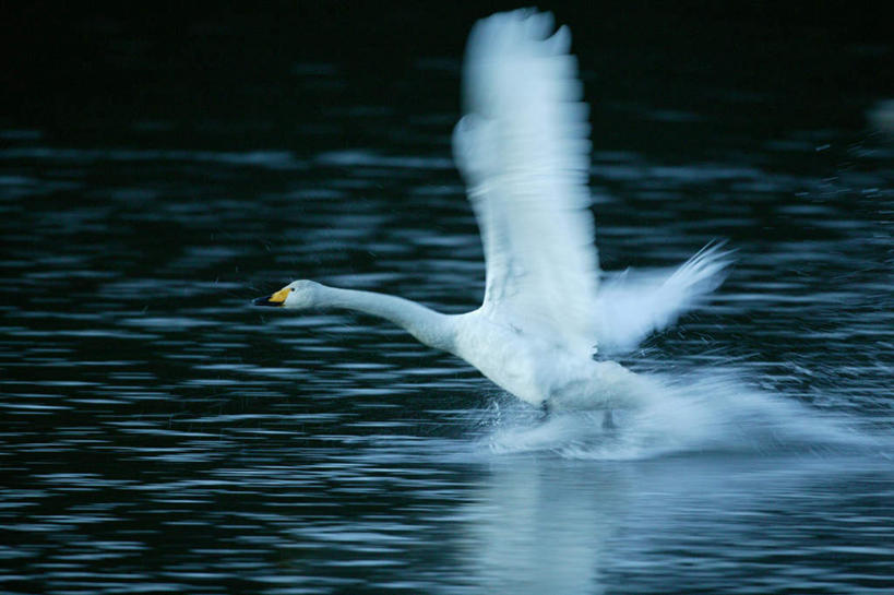 无人,横图,室外,白天,侧面,旅游,度假,湖,湖泊,美景,水,鸟,野生动物,天鹅,飞翔,展翅,飞行,鸟类,湖面,景观,水流,水面,翱翔,娱乐,一只,自然,动物,湖水,享受,休闲,景色,放松,可爱,自然风光,鹄,彩图,全身