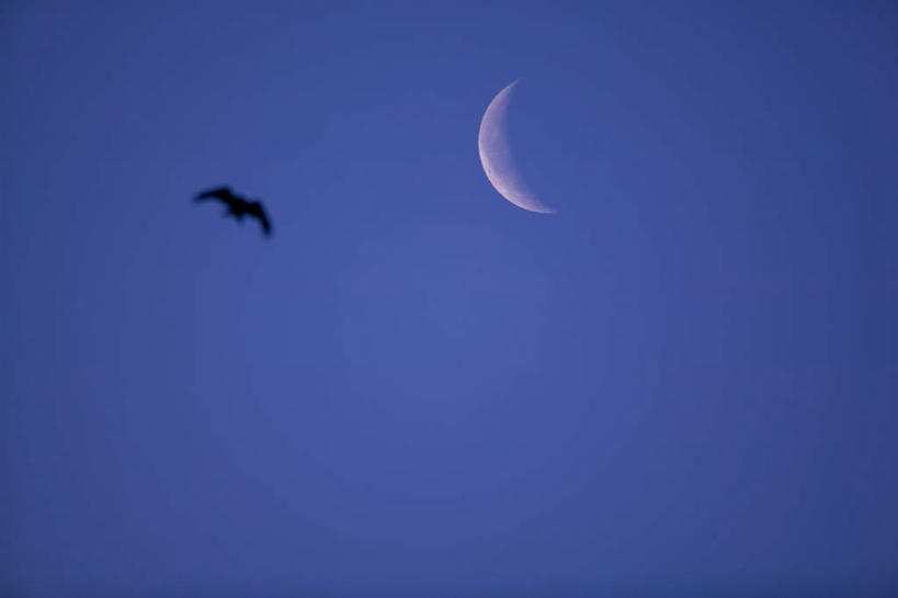 无人,横图,室外,白天,仰视,旅游,度假,美景,鸟,日本,亚洲,飞翔,鸟类,景观,月亮,月光,娱乐,一只,蓝色,蓝天,天空,自然,天,享受,休闲,景色,放松,明亮,自然风光,东亚,本州,茨城,茨城县,关东地方,本州岛,日本国,皎洁,彩图,低角度拍摄