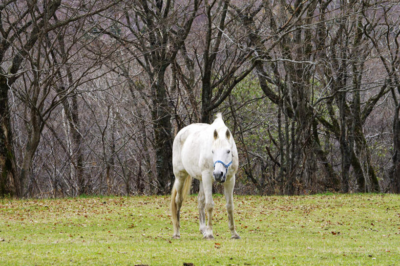 无人,站,横图,室外,白天,正面,旅游,度假,草地,草坪,美景,植物,马,野生动物,景观,娱乐,一匹,草,树,树木,绿色,白色,自然,动物,站着,享受,休闲,景色,放松,运输,牲畜,生长,成长,自然风光,站立,彩图,全身