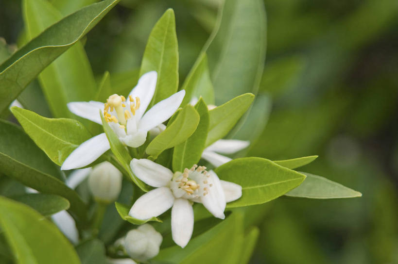 无人,横图,室外,特写,白天,正面,美景,植物,叶子,爱媛县,日本,亚洲,朦胧,模糊,盛开,景观,绿叶,枝条,花蕾,花,花瓣,花朵,鲜花,树,树木,树枝,绿色,白色,自然,花苞,花蕊,嫩叶,景色,生长,成长,自然风光,东亚,日本国,爱媛,四国地方,四国,四国岛,虬枝,枝杈,叶,叶片,彩图