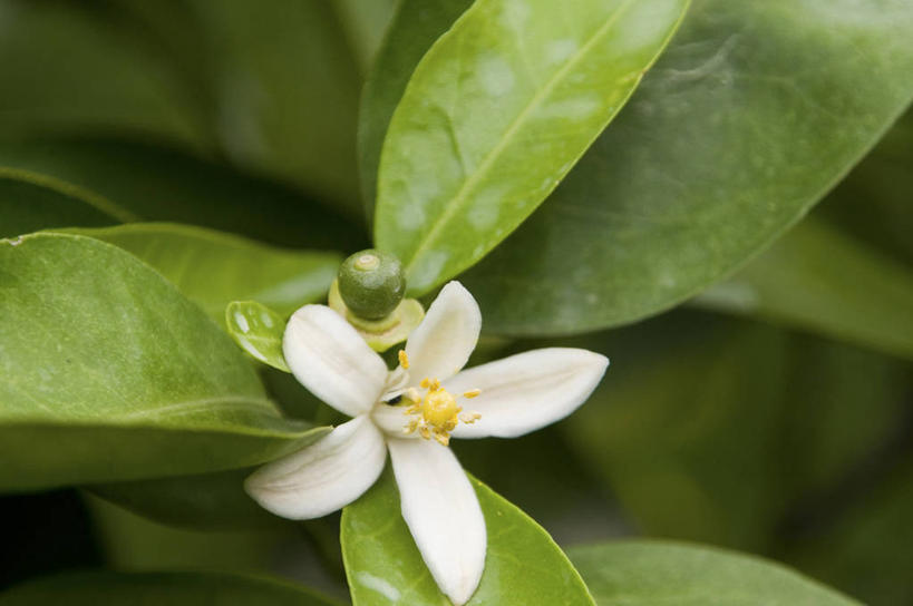 无人,横图,室外,特写,白天,正面,美景,植物,叶子,爱媛县,日本,亚洲,朦胧,模糊,盛开,景观,绿叶,枝条,花,花瓣,花朵,花卉,鲜花,树,树木,树枝,一朵,绿色,白色,自然,花蕊,嫩叶,景色,生长,成长,自然风光,东亚,日本国,爱媛,四国地方,四国,四国岛,虬枝,枝杈,叶,叶片,彩图