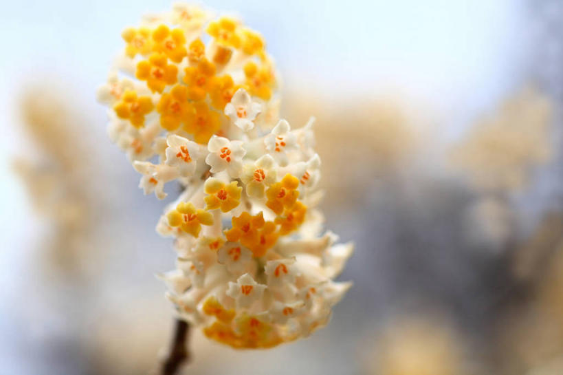 无人,横图,室外,特写,白天,正面,美景,植物,日本,亚洲,朦胧,模糊,盛开,景观,枝条,花蕾,花,花瓣,花朵,鲜花,树,树木,树枝,绿色,自然,花苞,花蕊,橙色,景色,生长,成长,自然风光,东亚,本州,关东地方,本州岛,日本国,崎玉,崎玉县,打结花,结香花,金腰袋,梦冬花,虬枝,枝杈,幸运,彩图