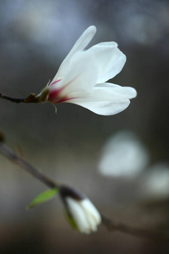 无人,竖图,室外,特写,白天,正面,美景,植物,日本,亚洲,朦胧,模糊,盛开,景观,枝条,花蕾,花,花瓣,花朵,鲜花,树,树木,树枝,两朵,绿色,白色,自然,花苞,花蕊,景色,生长,成长,自然风光,东亚,辛夷,木笔,本州,关东地方,本州岛,日本国,崎玉,崎玉县,木兰花,虬枝,枝杈,望春花,木兰,彩图,木笔花,日本辛夷,日本玉兰