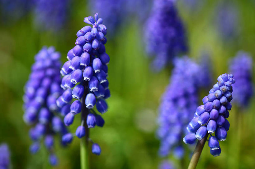 无人,横图,室外,特写,白天,正面,爱情,美景,叶子,阴影,朦胧,模糊,盛开,光线,影子,景观,绿叶,花蕾,花,花瓣,花朵,鲜花,紫色,阳光,自然,花苞,花蕊,嫩叶,景色,悲伤,忧郁,自然风光,蓝壶花,蓝瓶花,葡萄百合,葡萄风信子,葡萄麝香兰,葡萄水仙,妒忌,叶,叶片,彩图